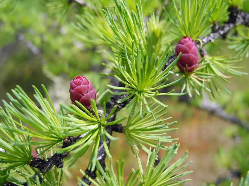 Лиственница Сибирская Larix sibirica