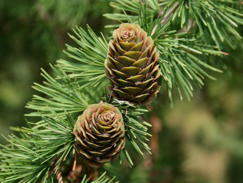 Лиственница Сибирская Larix sibirica