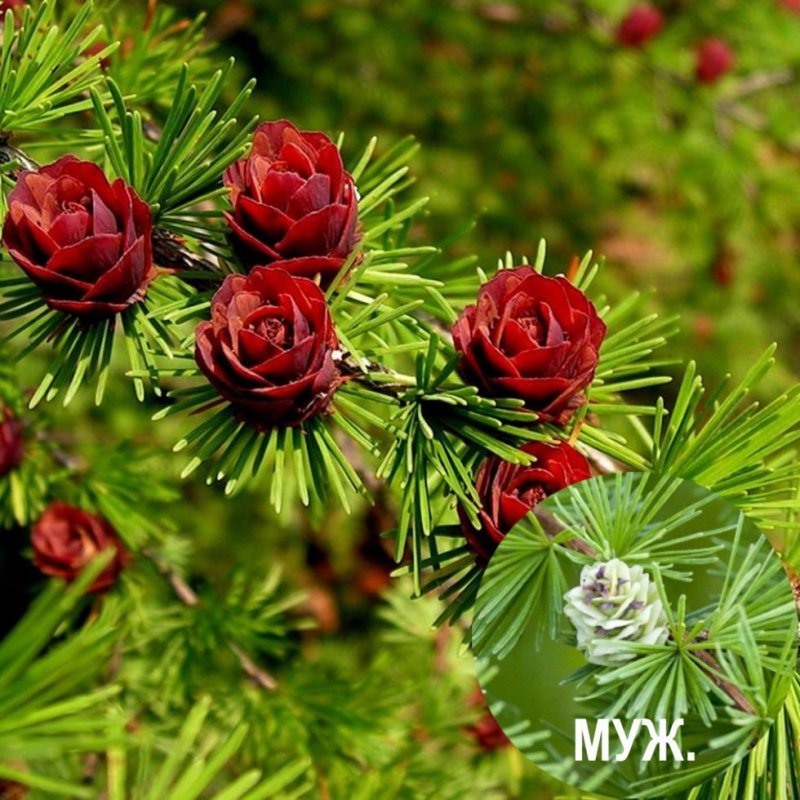 Лиственница Гмелина Даурская