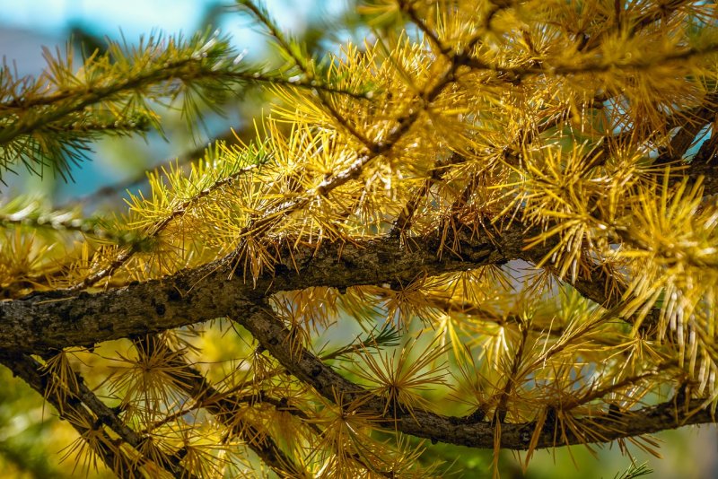 Лиственница европейская Larix decidua