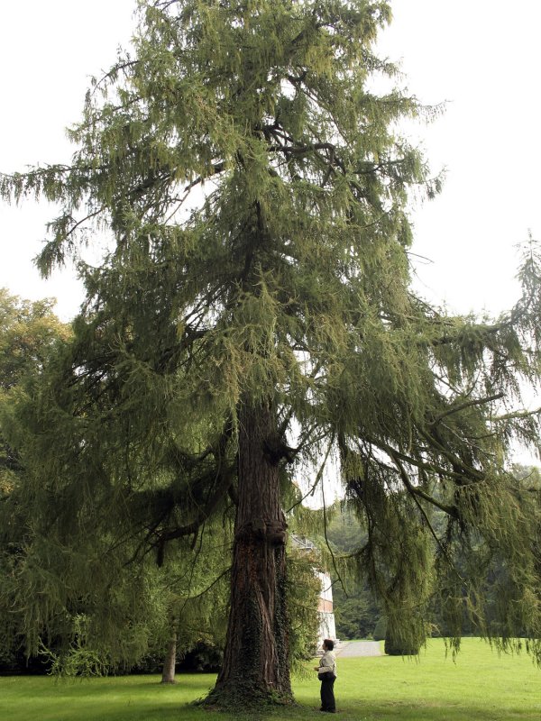 Лиственница Ольгинская Larix Olgensis
