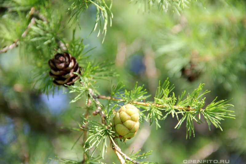 Лиственница европейская Larix decidua