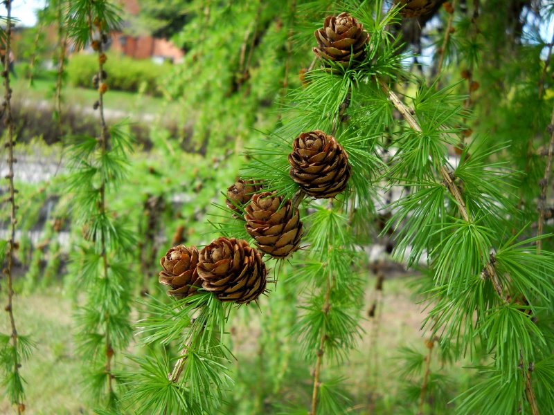Лиственница Сибирская - Larix sibirica Ledeb.