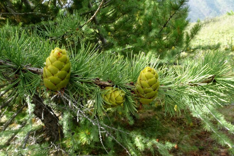 Лиственница Сибирская (l. sibirica).