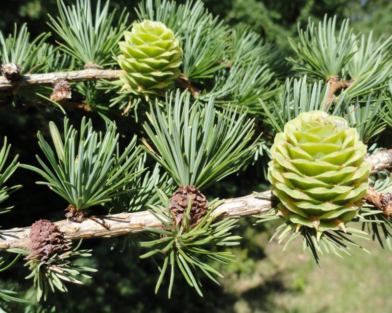 Лиственница Сибирская Larix sibirica
