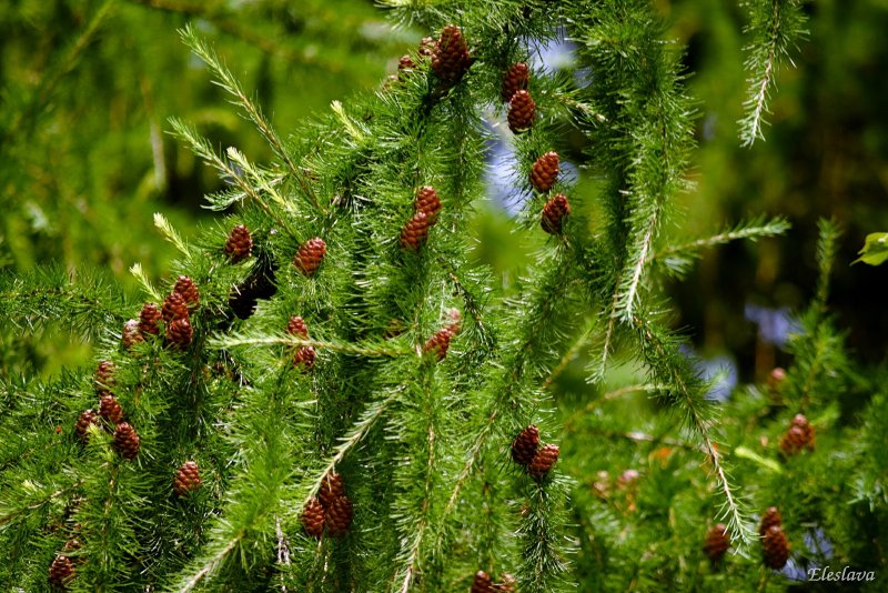 Лиственница европейская Larix