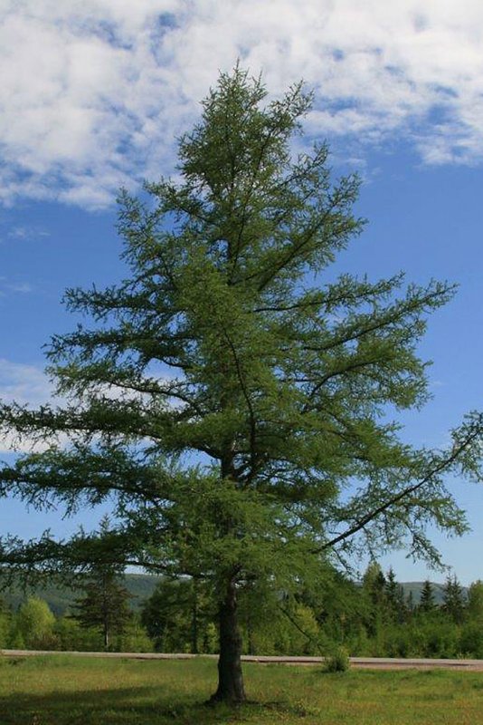 Лиственница Сибирская Larix sibirica