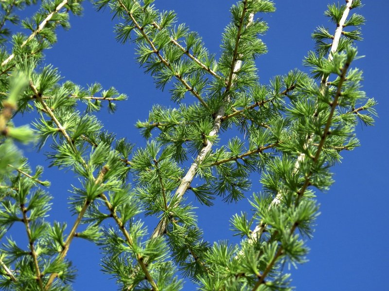 Лиственница Larix