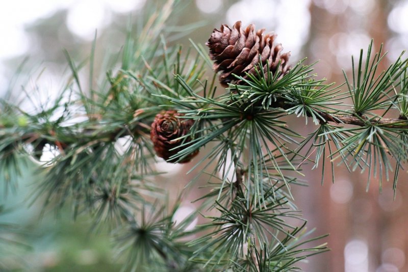 Лиственница европейская Larix decidua