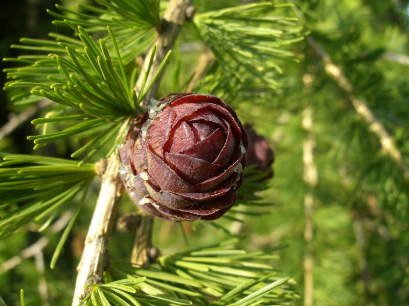 Лиственница Сибирская Larix sibirica