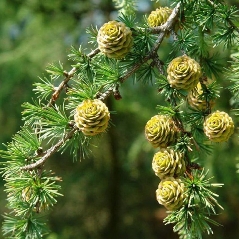 Лиственница Larix