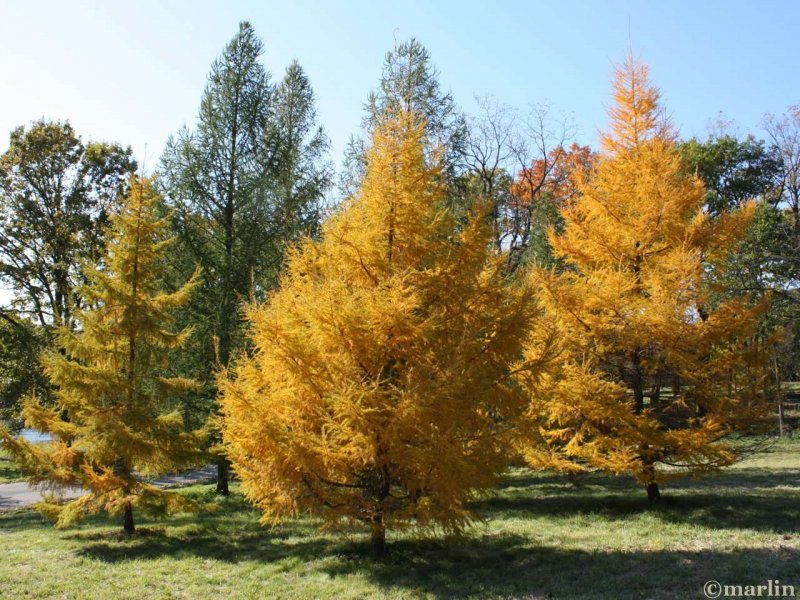Лиственница Сибирская Larix sibirica