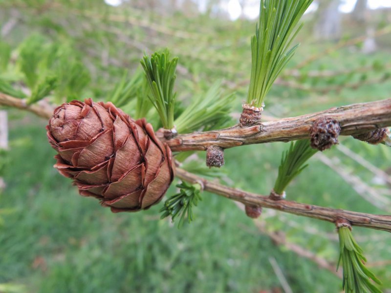 Лиственница Сибирская - Larix sibirica Ledeb.
