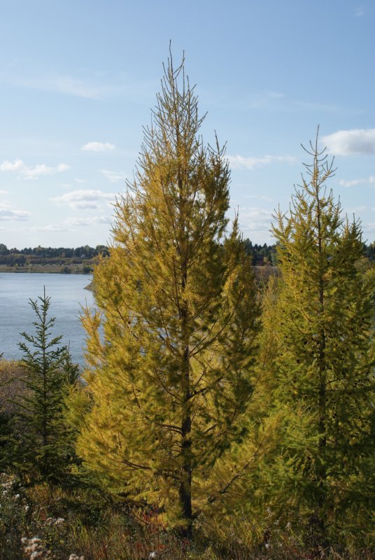 Лиственница американская Larix laricina