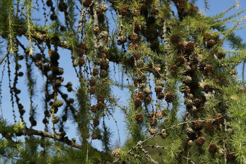 Larix griffithii