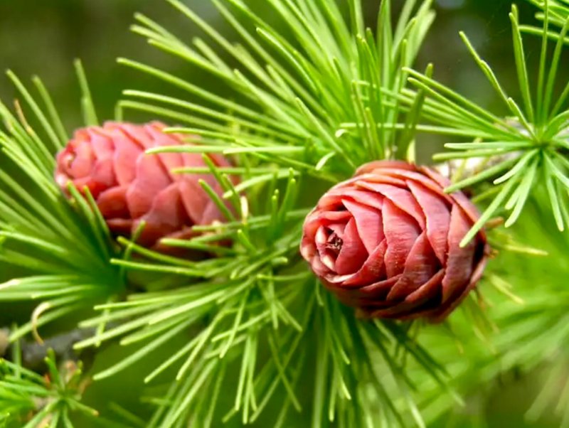 Лиственница Сибирская Larix sibirica