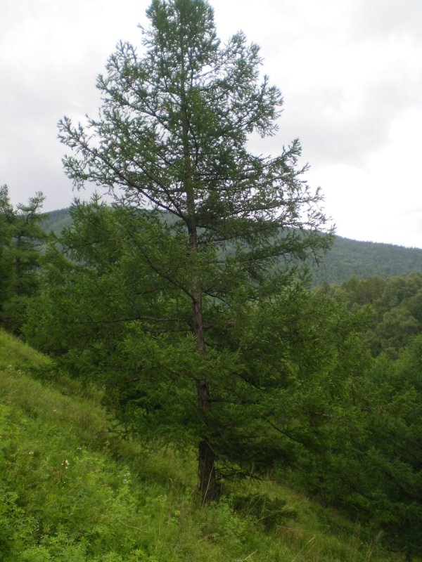 Лиственница Сибирская дерево