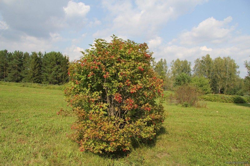 Калина обыкновенная Viburnum opulus