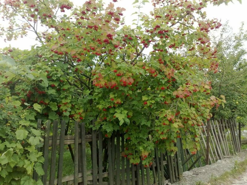 Калина красная куст