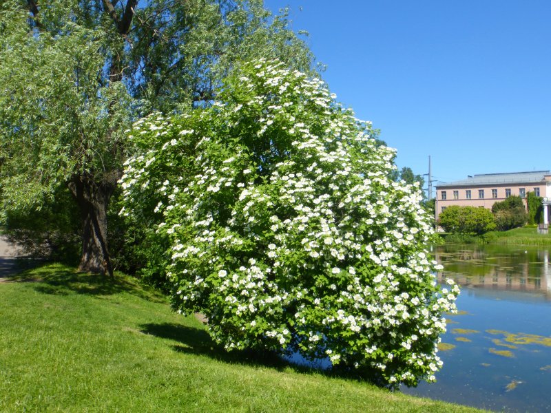 Калина куст