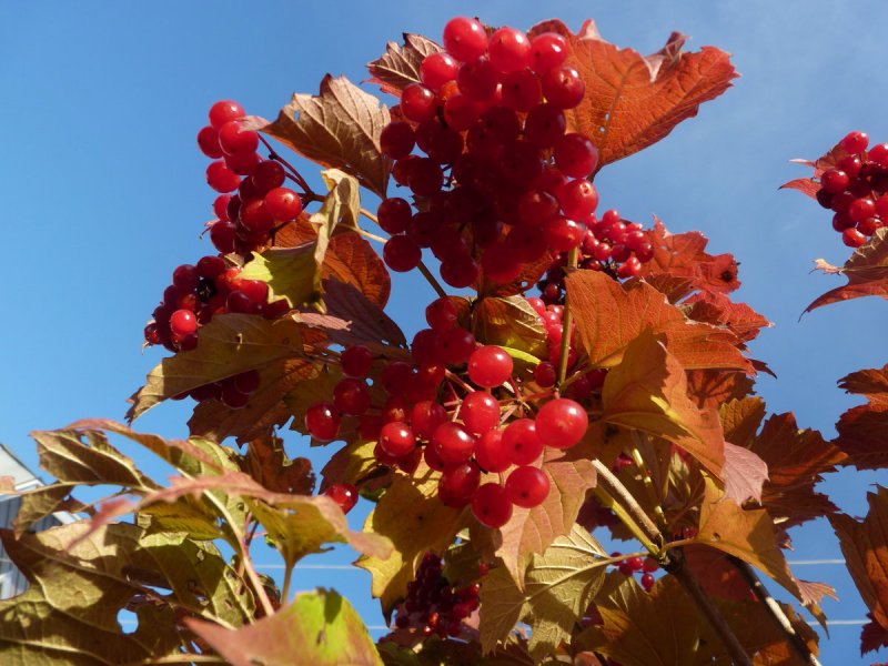 Калина Viburnum дерево
