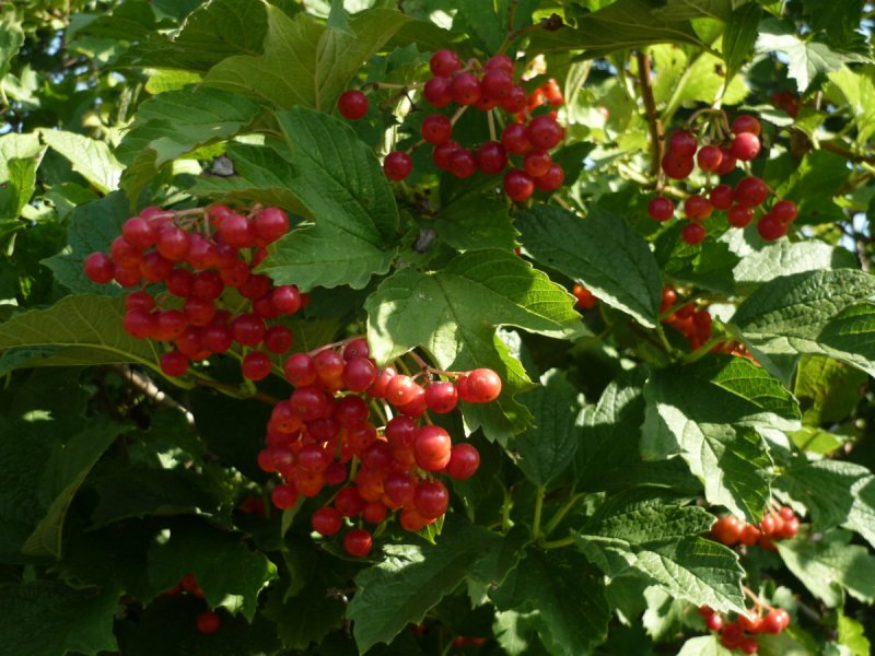 Калина куст