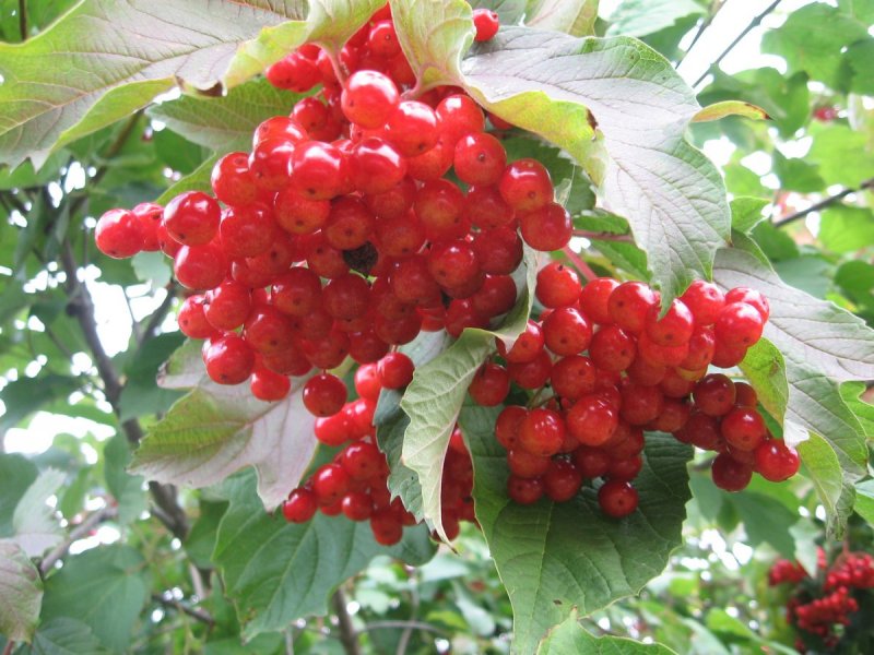 Калина красная Шукшинская