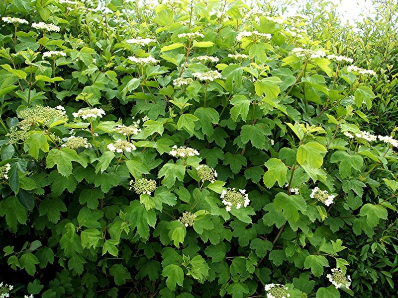 Калина обыкновенная кустарник