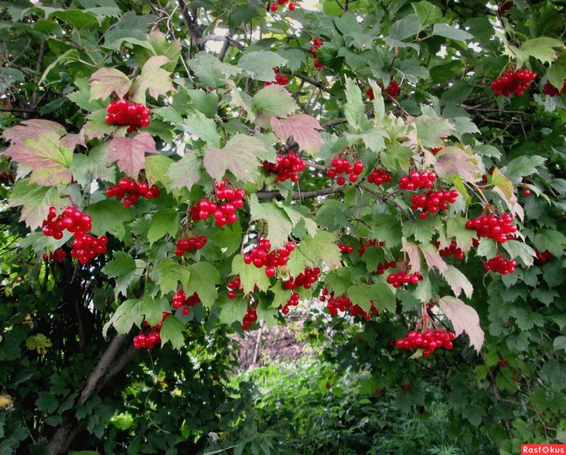 Калина красная куст