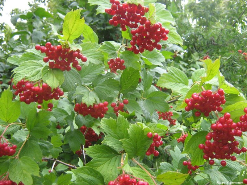 Калина кустарник