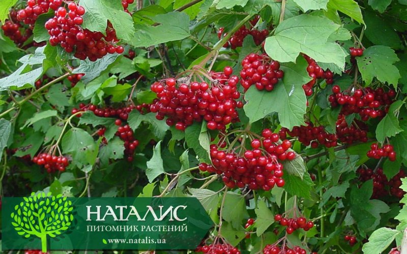 Калина красная Ульгень