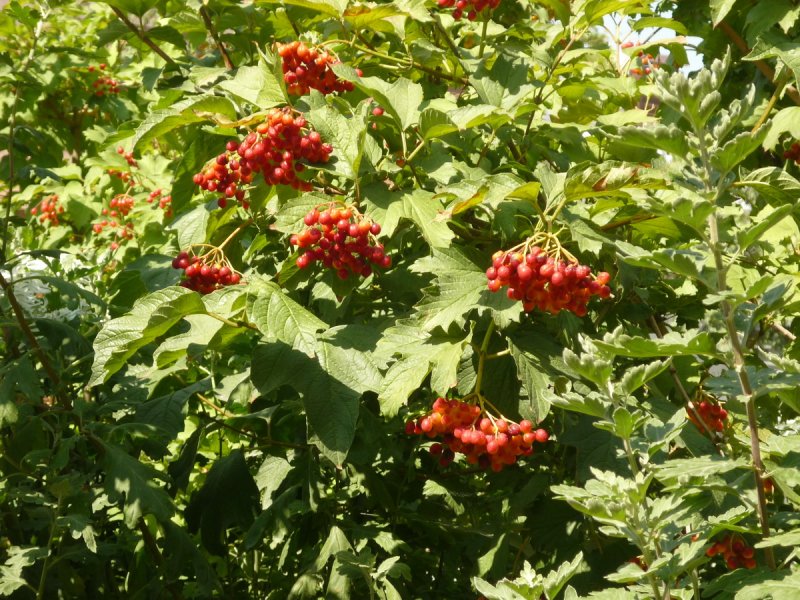Калина красная куст