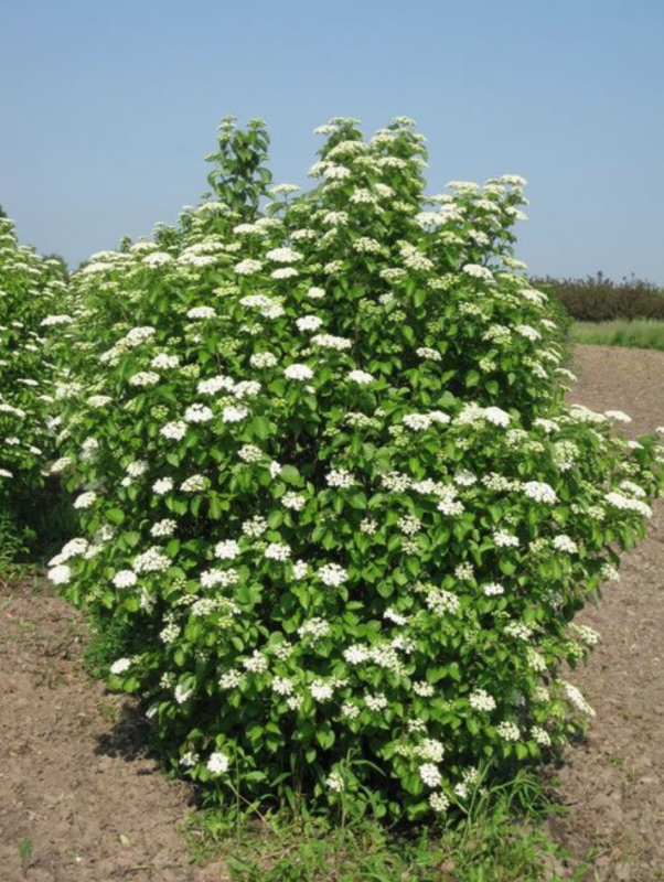 Калина гордовина Viburnum Lantana