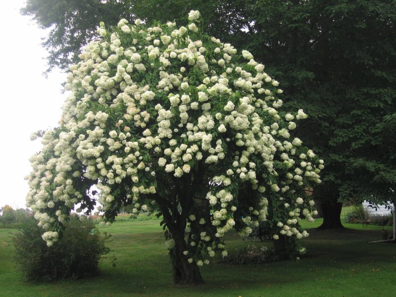 Калина Viburnum дерево