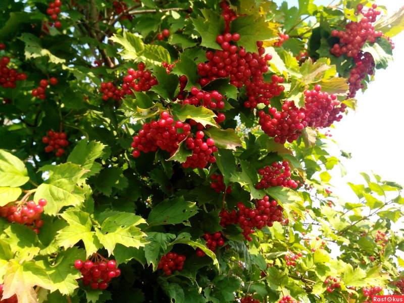 Калина Viburnum дерево