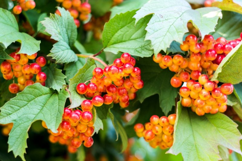 Калина Viburnum куст