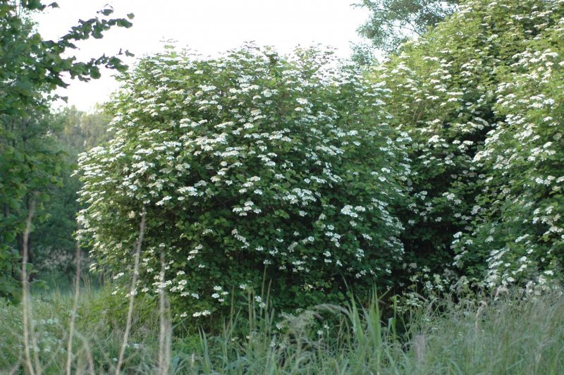Калина обыкновенная Viburnum opulus