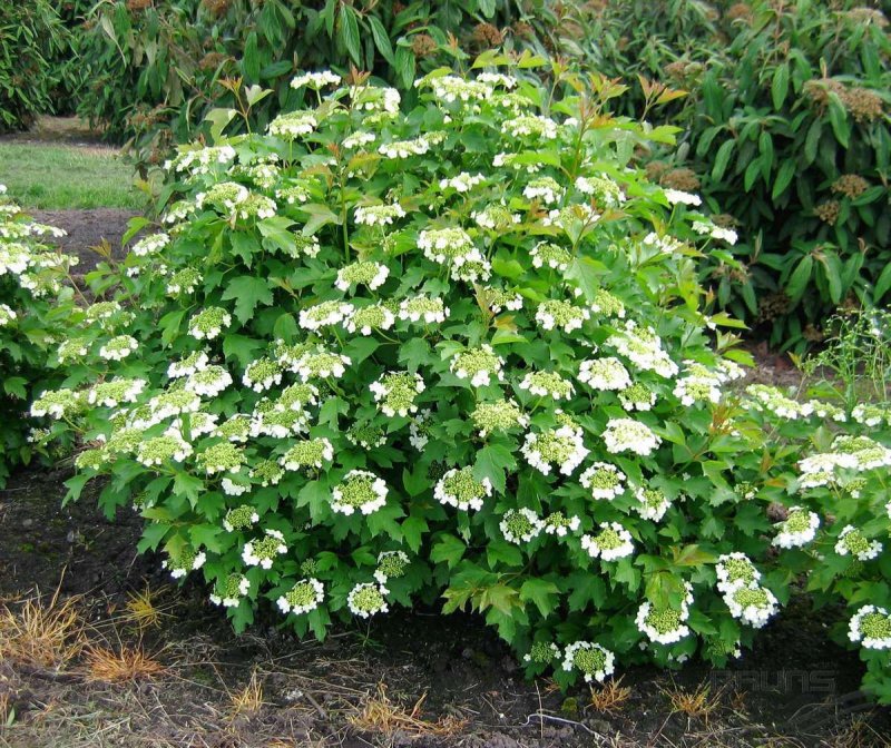 Калина обыкновенная Viburnum opulus
