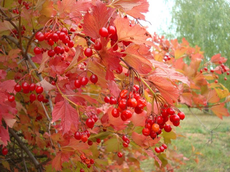 Калина куст