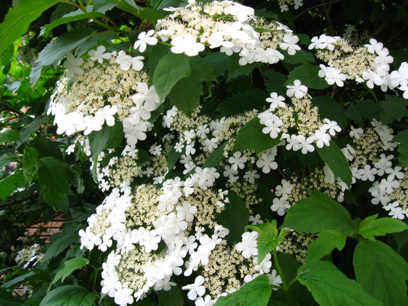 Калина красная кустарник
