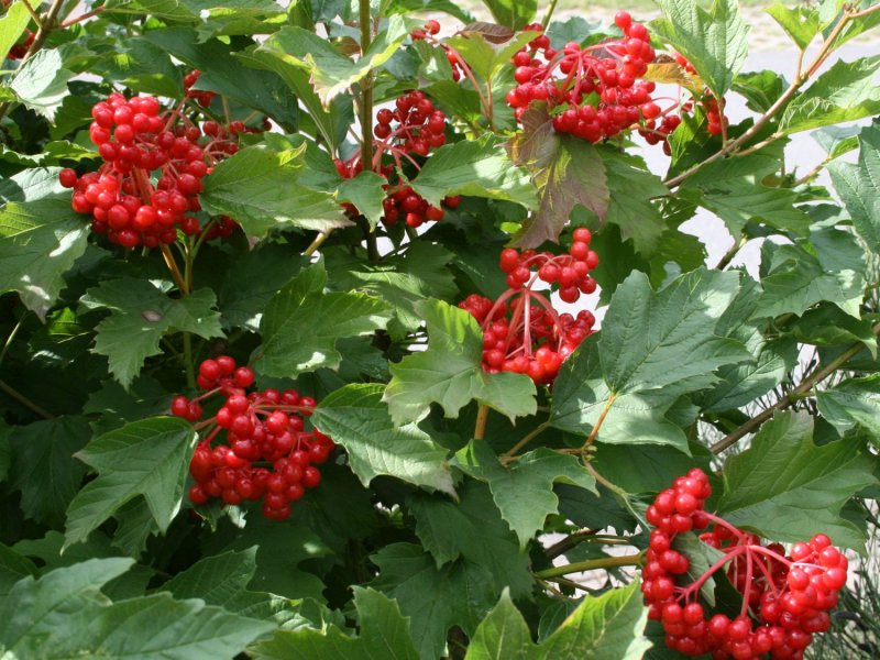 Калина обыкновенная Viburnum opulus