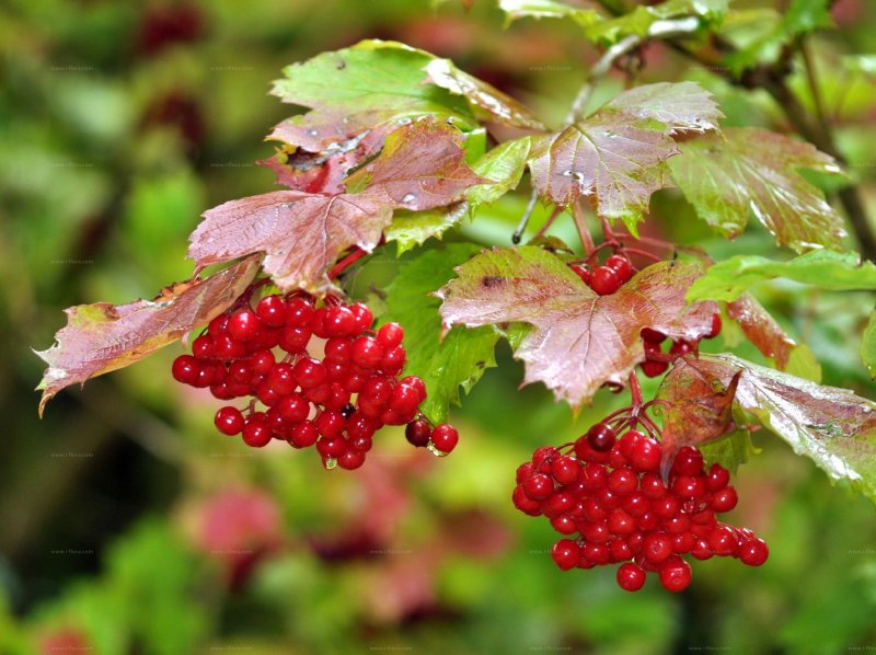 Калина обыкновенная Viburnum opulus