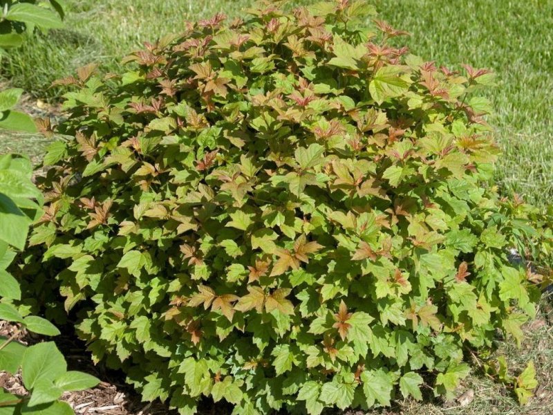 Калина обыкновенная Viburnum opulus