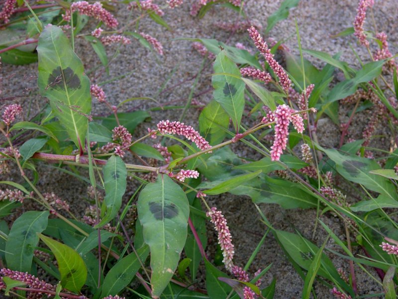 Горец перечный - Polygonum hydropiper l. семейство гречишные - Polygonaceae