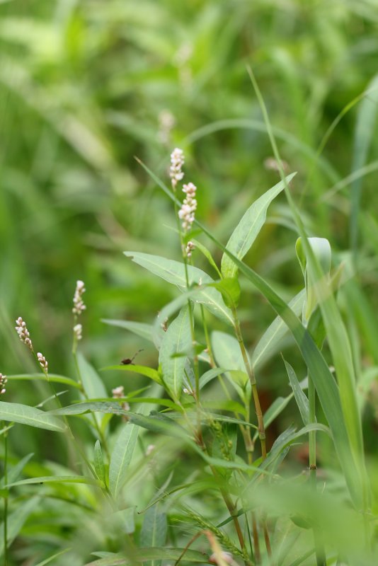 Водяной перец (Polygonum hydropiper)