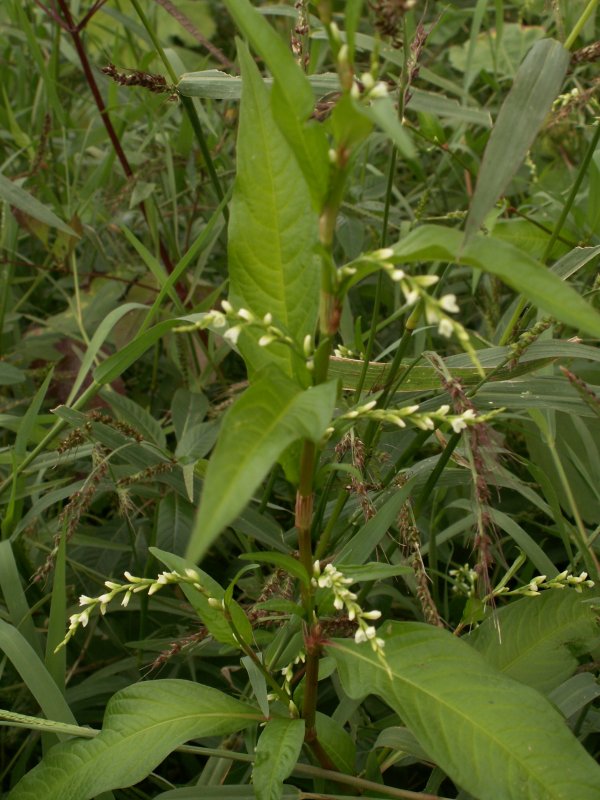Горец шероховатый (Polygonum scabrum),