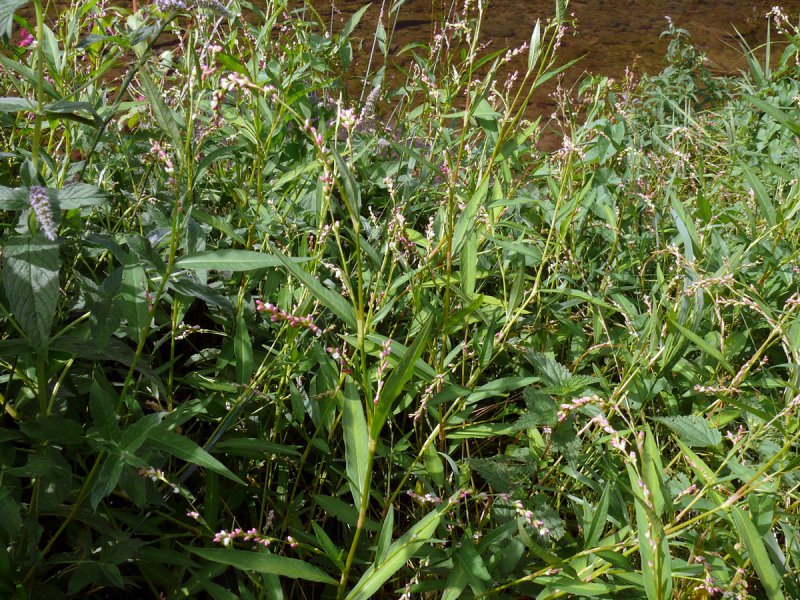 Persicaria lapathifolia