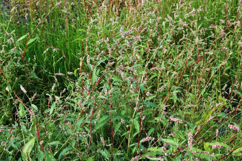 Горец щавелелистный - Persicaria lapathifolia