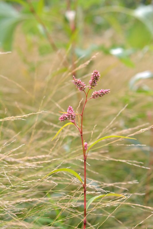 Водяной перец (Polygonum hydropiper)