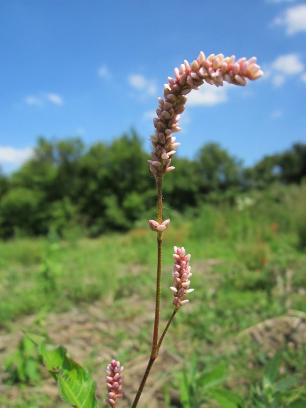 Горец перечный - Polygonum hydropiper